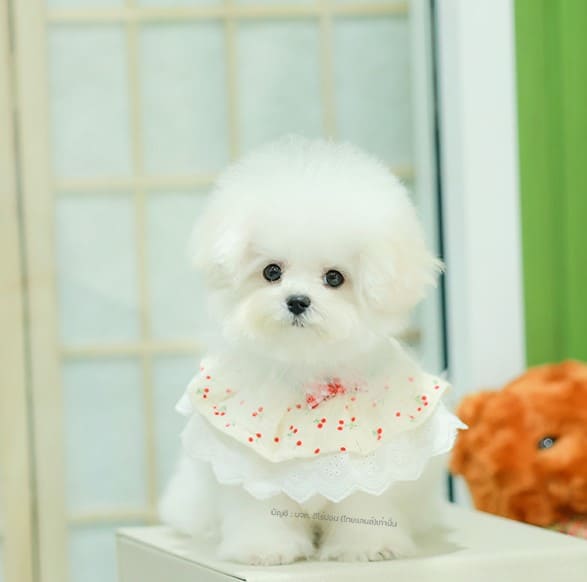 มินิบิชอง BCF-16727 เพศหญิง สีขาว น่ารักมาก ตัวเล็กตัวน้อย ขนนุ่มขนแน่น หน้าแบ๊ว...