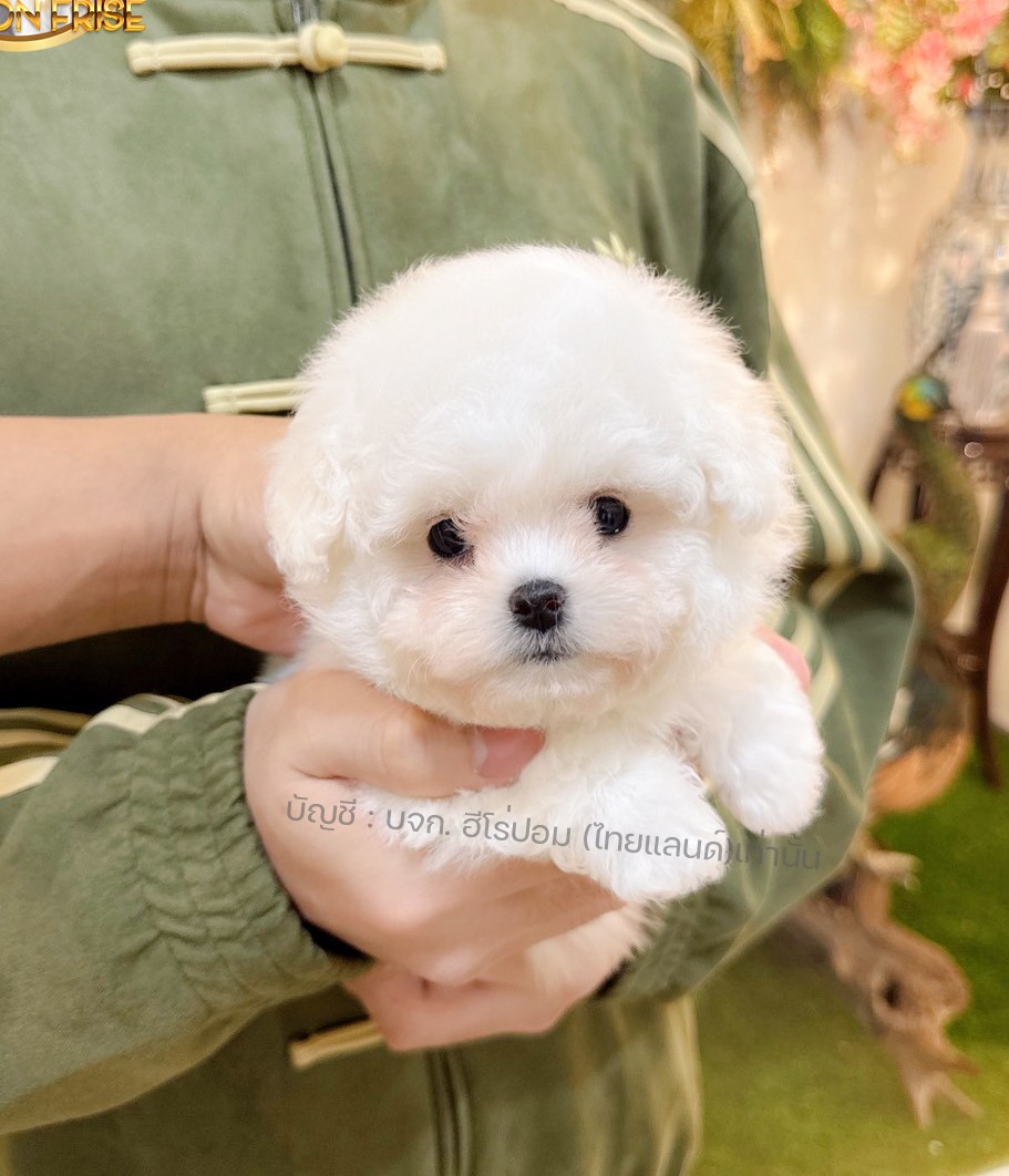 มินิบิชอง ฟริเซ่ รหัสสุนัข BCF-10403 สายพันธุ์มินิบิชอง เพศหญิง สีขาว น้องร่าเริ...