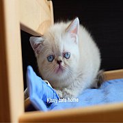 Exotic sh หิมาลายัน ช็อคโกแลตลิ้งซ์พ้อย ตาสีฟ้า เพศหญิง