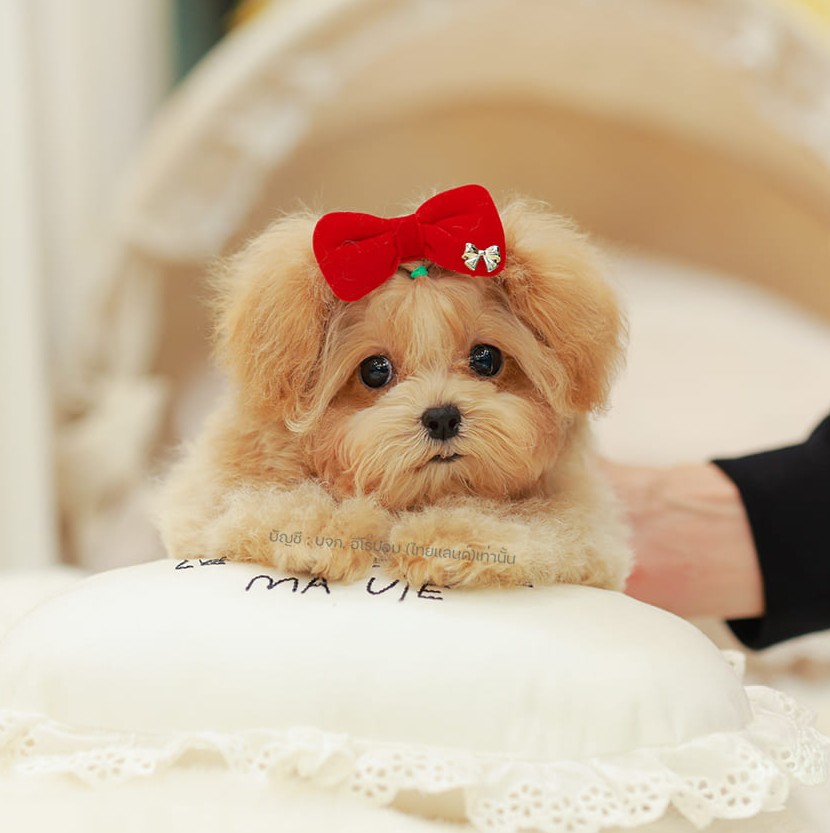 มอบติพู MTPF-56158 เพศหญิง สีแชมเปญ สีสวยน่ารัก คิ้วชัด แก้มชัดมาก ๆ ขนนุ่ม แน่น...