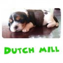 Indy Dog //// เปิดจองลูกสุนัขชิสุ 