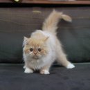 เด็กชาข B2 หนุ่มน้อยเปอร์เซียแท้ ราคาเบาๆ คุยกันได้