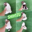 SMALLDOGLAND จำหน่ายชิสุแท้เพศเมียสุขภาพดีแข็งแรงพร้อมย้ายบ้านได้แล้วการันตีสุขภ...