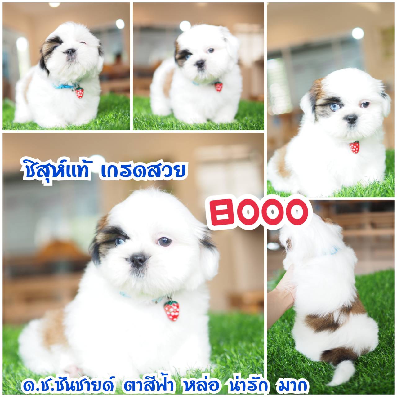 กิ๊ฟซ่า ชิสุห์  ลดได้