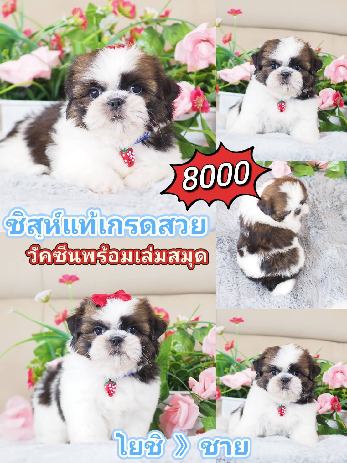 Shihtzu
