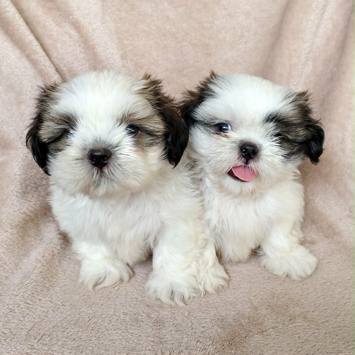 ชิสุแท้4500.- ส่งฟรีกทม.มีปลายทาง line:: happyshihtzu4289