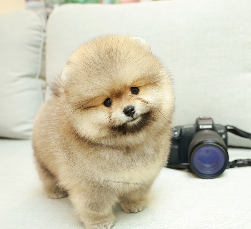 ปอมหน้าหมี ปอมแท้ ปอมเมอเรเนียน HRM-85165 เพศชาย สีส้ม อายุ 2 เดือน ตัวเล็ก ขาสั...