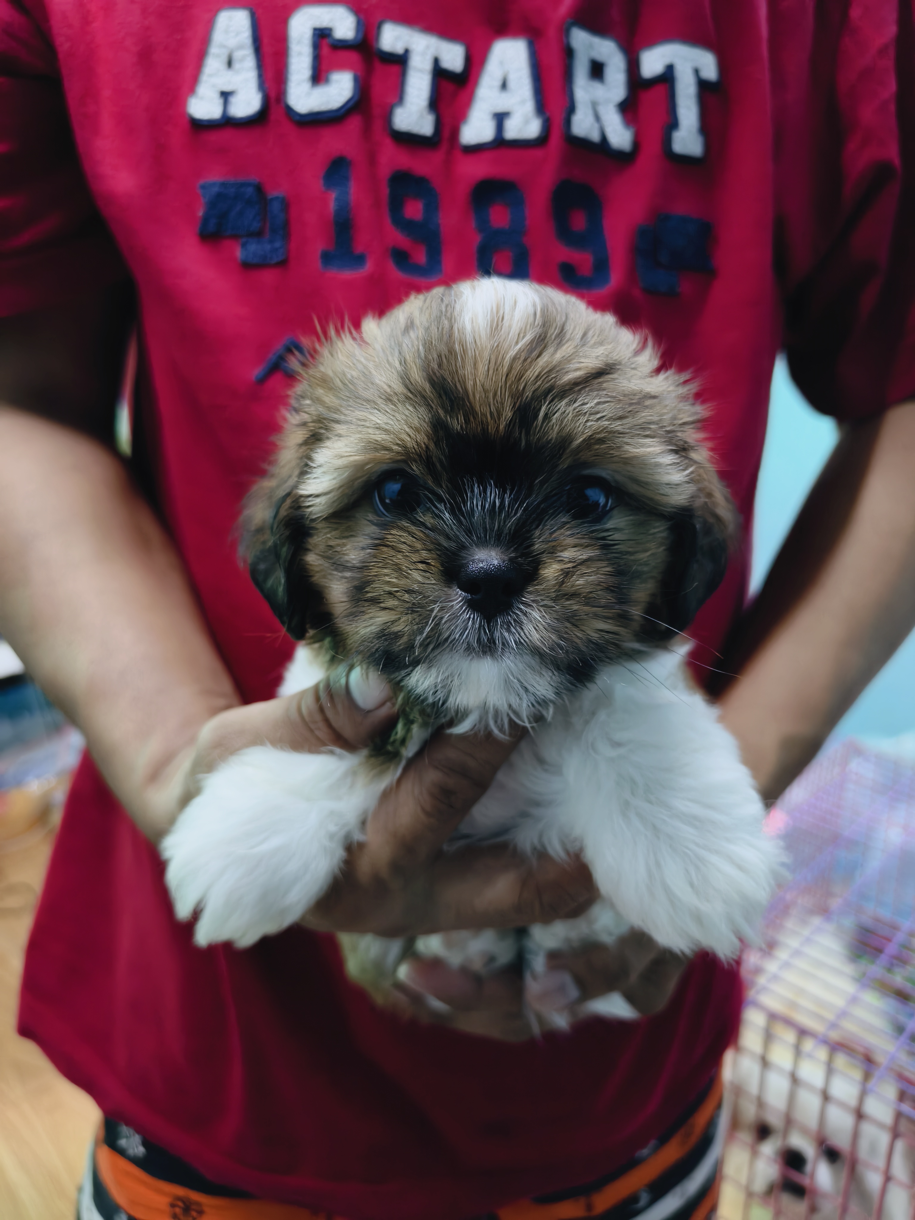 ชิสุผสมปอม idline::happyshihtzu4289