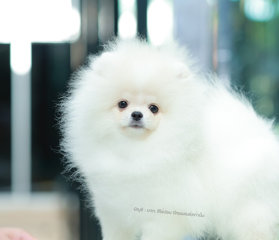 ปอมแท้ ปอมเมอเรเนียน HRF-26222 เพศหญิง สีขาว อายุ 2 เดือน หน้าตาน่ารัก ขาสั้น ขน...