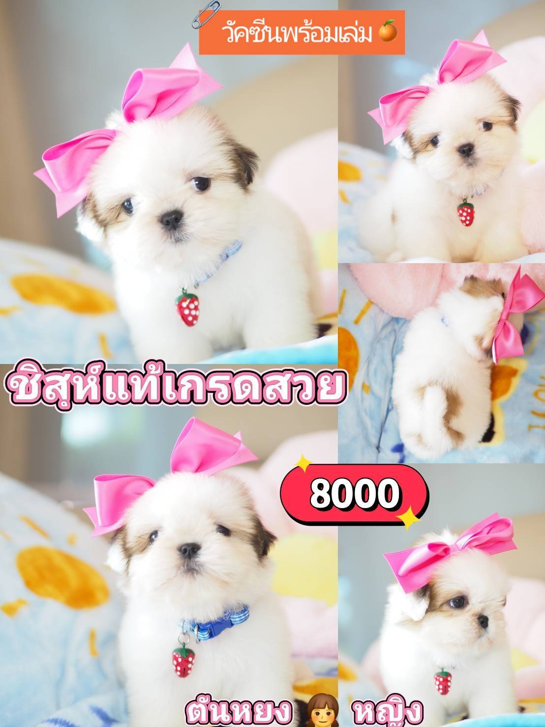ชิสุห์แท้