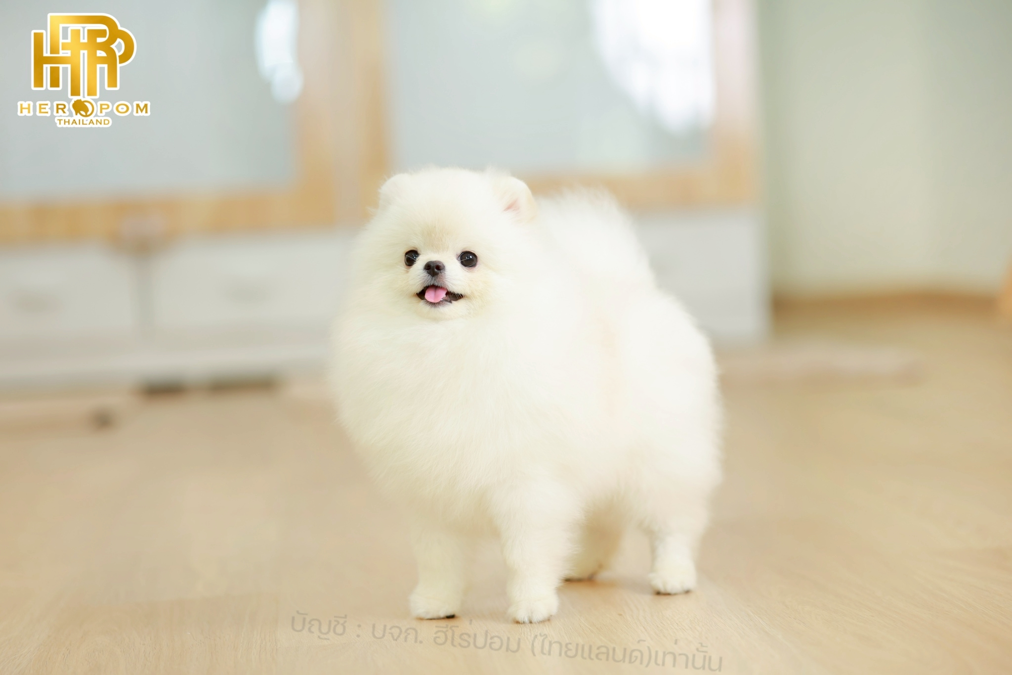 ปอมแท้ ปอมหน้าสั้น HRM-68773 เพศชาย สีขาว อายุ 7 เดือน น่ารักมาก ๆ ถ่ายรูปแล้วขึ...