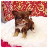 [Chihuahua Is Here] ขนยาว เพศเมีย สีช็อคแทน (SOLD)