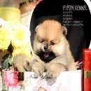 FYPOM KENNEL ขายน้องWinter เพศผู้ สีส้ม ขนแน่น โครงสร้างดี มีใบเพ็ดดิกรี ลูกไทยแ...