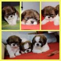 SHIH TZU ชิสุทอยเพศผู้ เหลือตัวสุดท้ายแล้วนะครับ