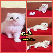 น้องแมวเปอร์เซียน้อยขนแน่นๆฟู่คุณภาพดีไร้ตำหนิ