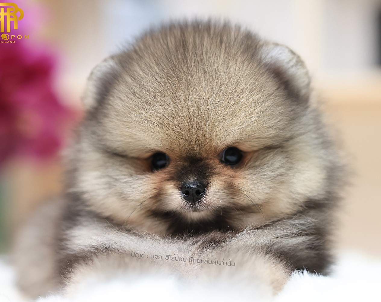ปอมหน้าหมี ปอมแท้ ปอมเมอเรเนียน HRM-68599 เพศชาย สีส้ม อายุ 2 เดือน หน้าตาน่ารัก...