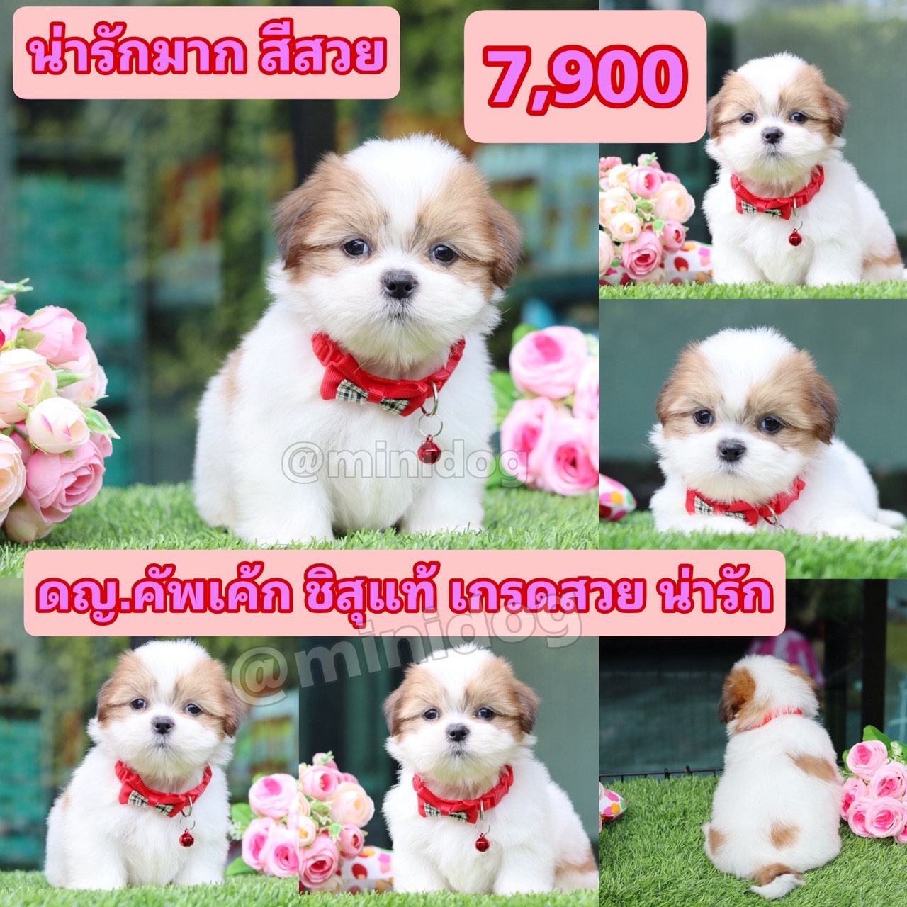 ชิสุแท้เกรดสวย