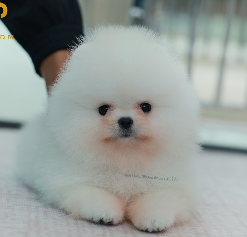 ปอมแท้ ปอมเมอเรเนียน HRF-68769 เพศหญิง สีขาว อายุ 2 เดือน หน้าตาน่ารัก ขาสั้น ขน...