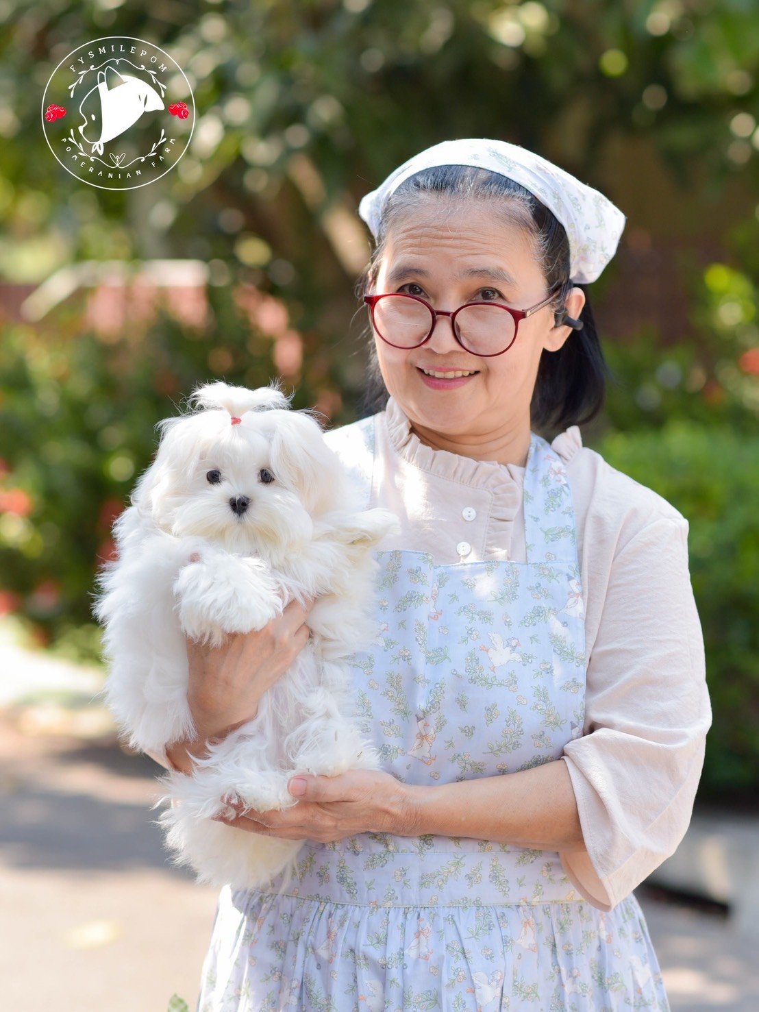 FYsmilepom น้องมอลทีส เพศเมีย หน้าตาน่ารักพร้อมย้ายบ้านค่า 0830777178 ,06