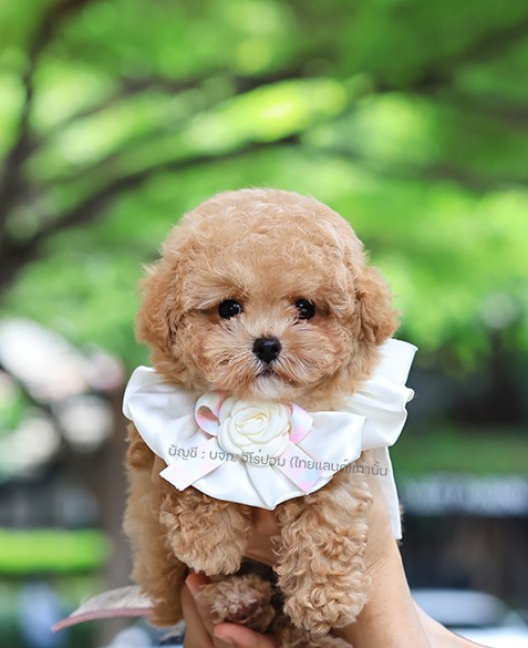 มินิบิชองพู BCM-16754 เพศชาย สีแชมเปญ อายุ 2 เดือน หน้าตาน่ารัก ขาสั้น ขนแน่นฟู...