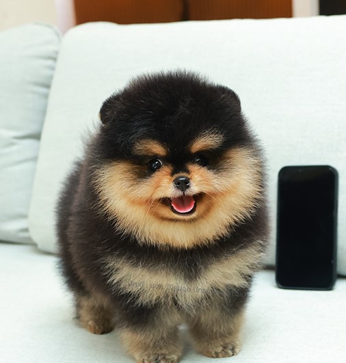 ปอมแท้ ปอมหน้าหมี HRF-85155 เพศหญิง สี Black And Tan ตัวจิ๋ว มาร์กกิ้งชัดมาก ๆ ค...