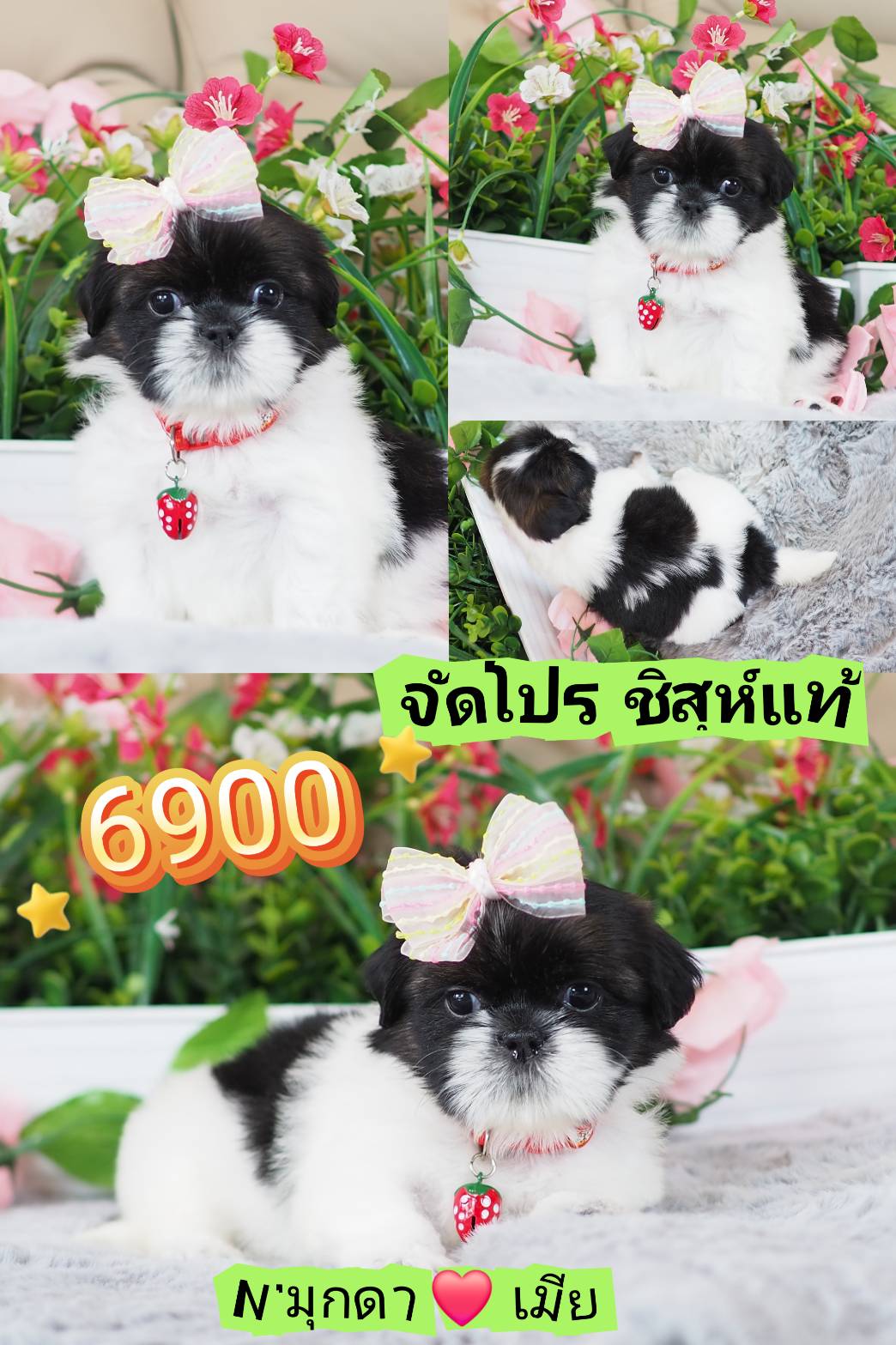 Shihtzu  100%%% ... 6900