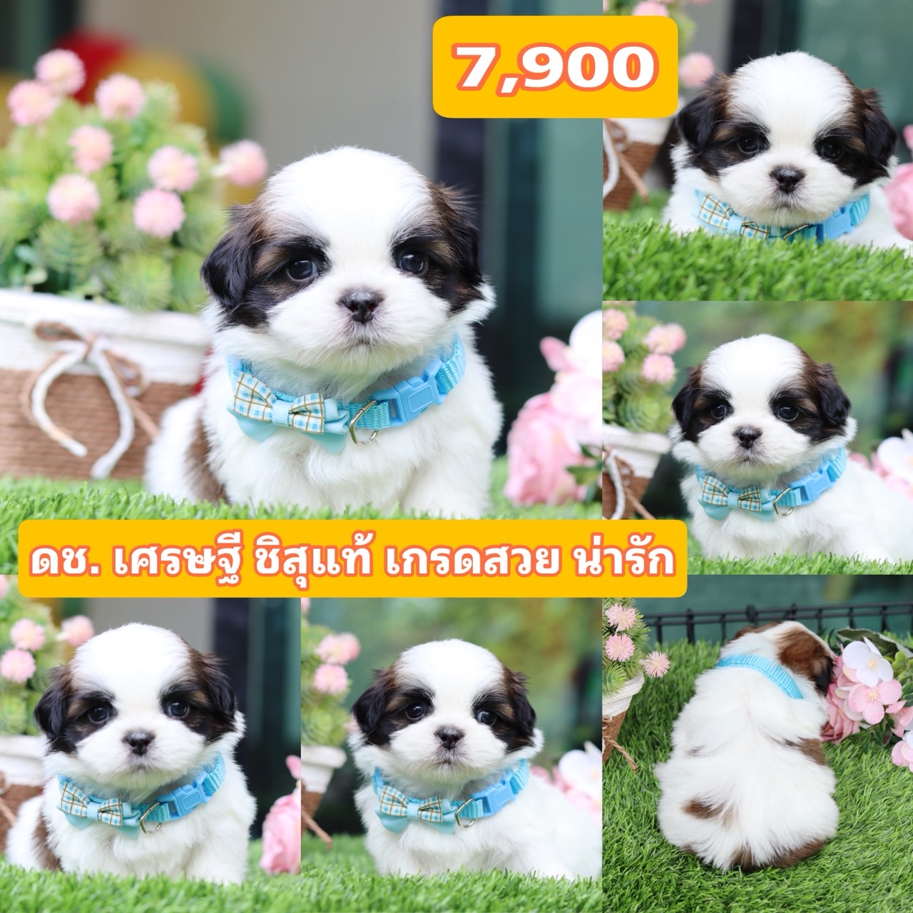 ชิสุแท้เกรดสวย