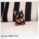 [Doozie-Deeva's Yorkies] ขายลูกยอร์คเชียร์ “น้องอีมิลี่" (Emily) ยอร์คเพศเม...