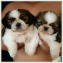 ขายหมดแล้วค่ะ