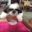 ชิสุห์แท้ เพศผูื อายุ50วัน พร้อมย้ายบ้าน ตัวที่3ครับผม