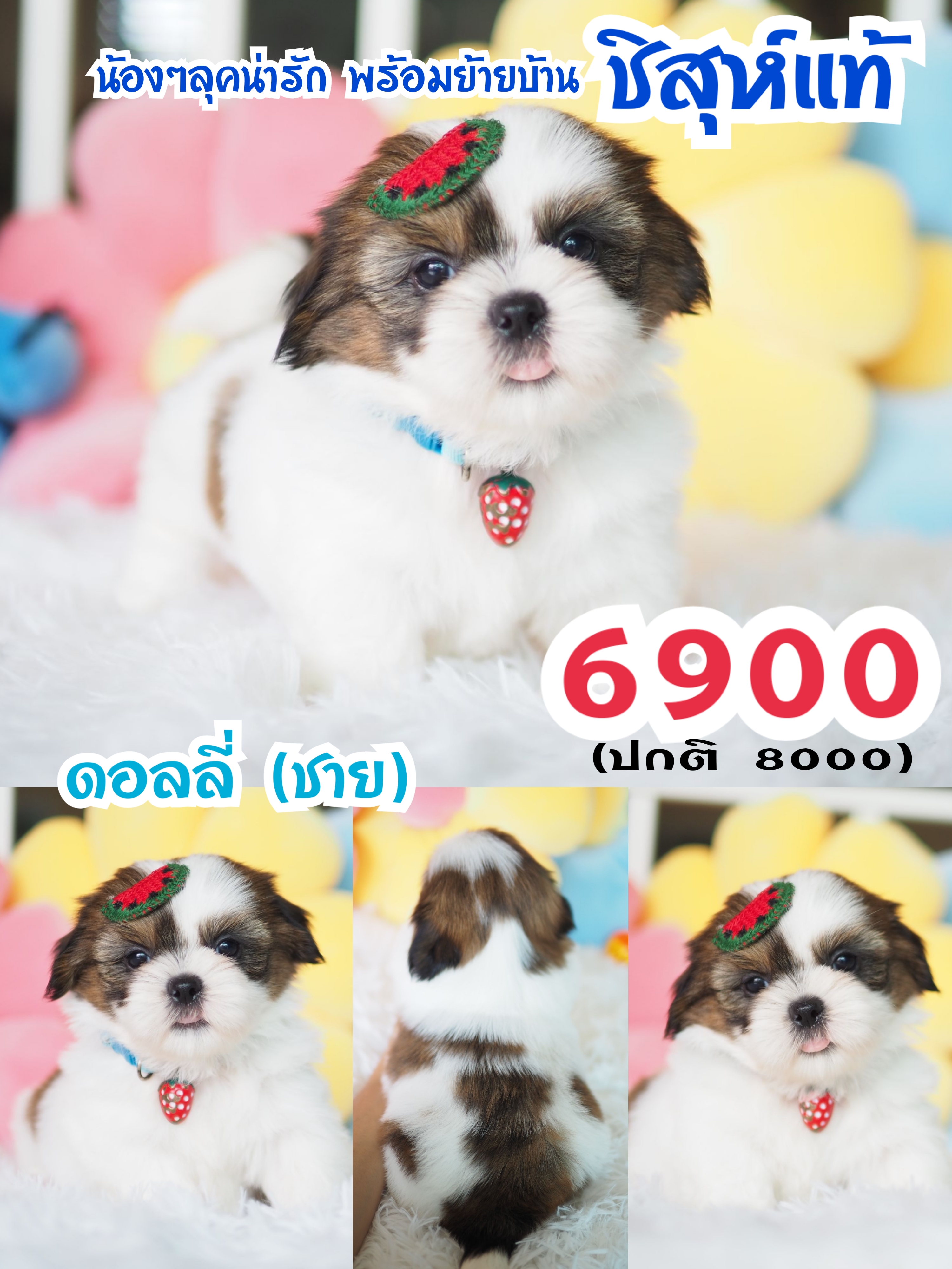 บ้านหมาน่ารัก กิ๊ฟซ่า