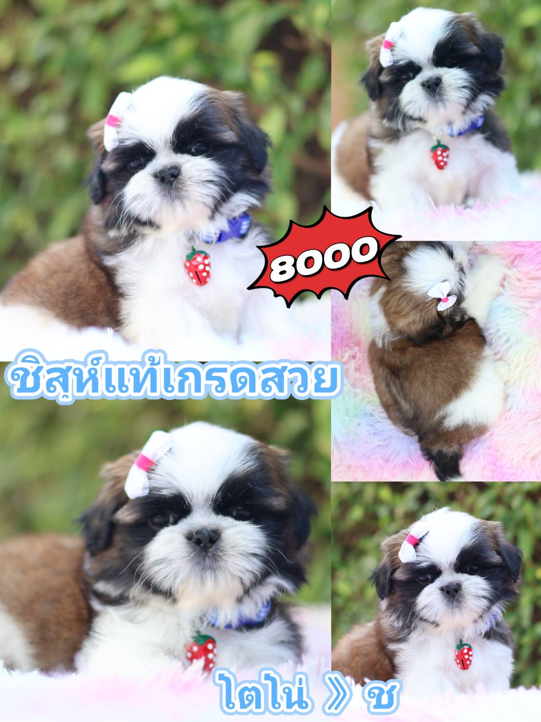 Kibzaa shihtzu
