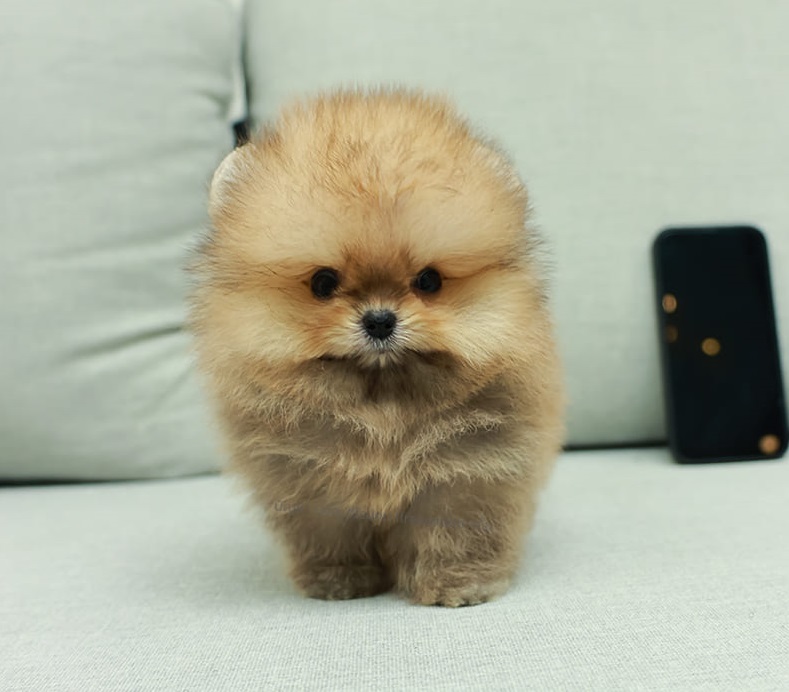 ปอมแท้ ปอมหน้าสั้น HRM-89116 เพศชาย สีส้ม อายุ 2 เดือน  ขาสั้น ขนแน่น หน้าตาน่าร...