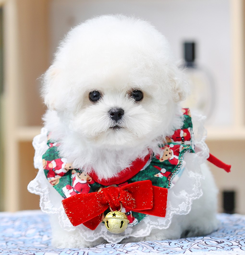 มินิบิชอง BCM-24562 เพศชาย สีขาว อายุ 2 เดือน หน้าตาน่ารัก ขาสั้น ขนแน่นฟู ขี้เล...