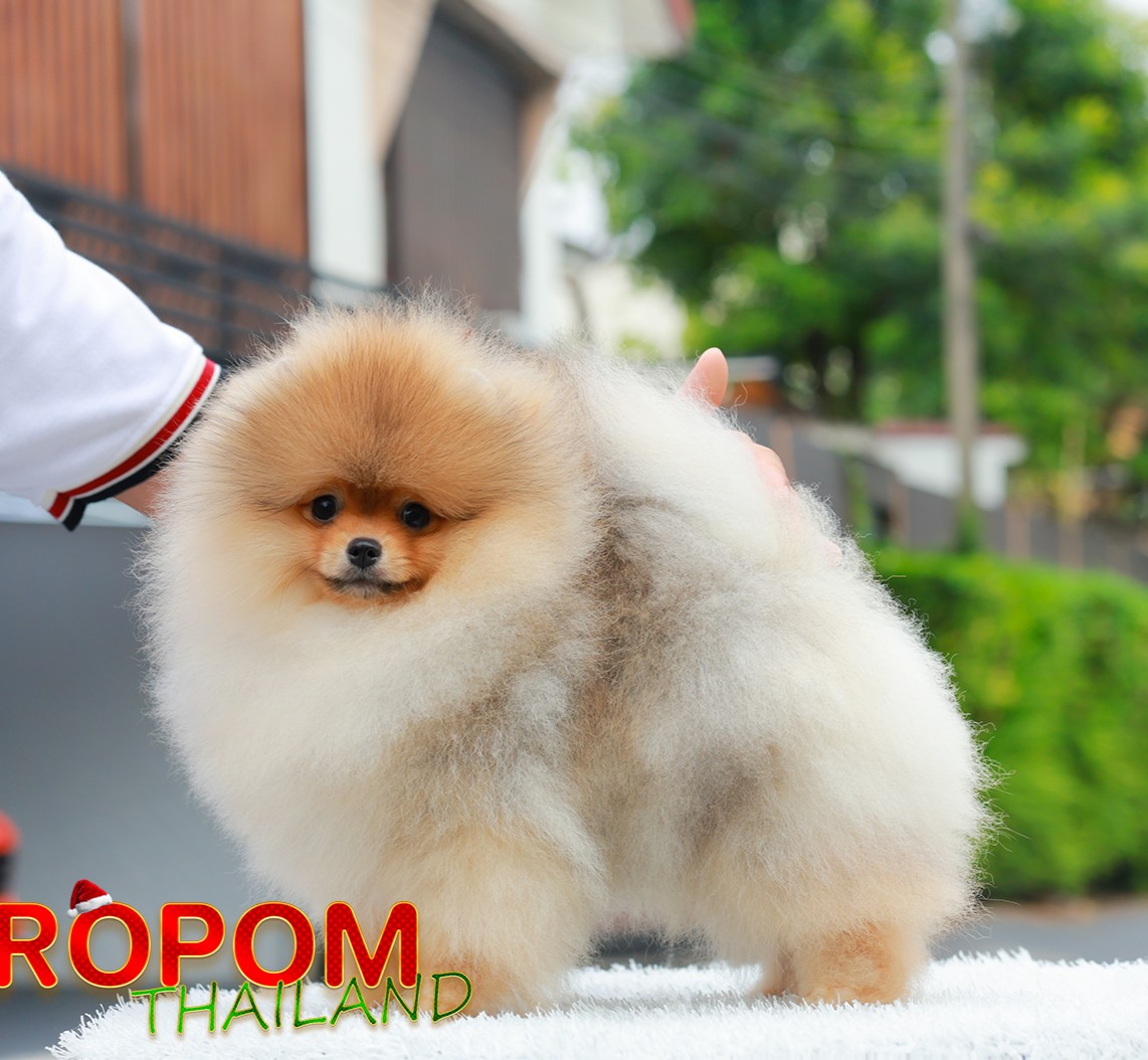 ปอมแท้ ปอมหน้าหมี HRM-89138 เพศชาย สีส้ม อายุ 2 เดือน ขนแน่น ขาใหญ่ กินเก่ง หน้า...