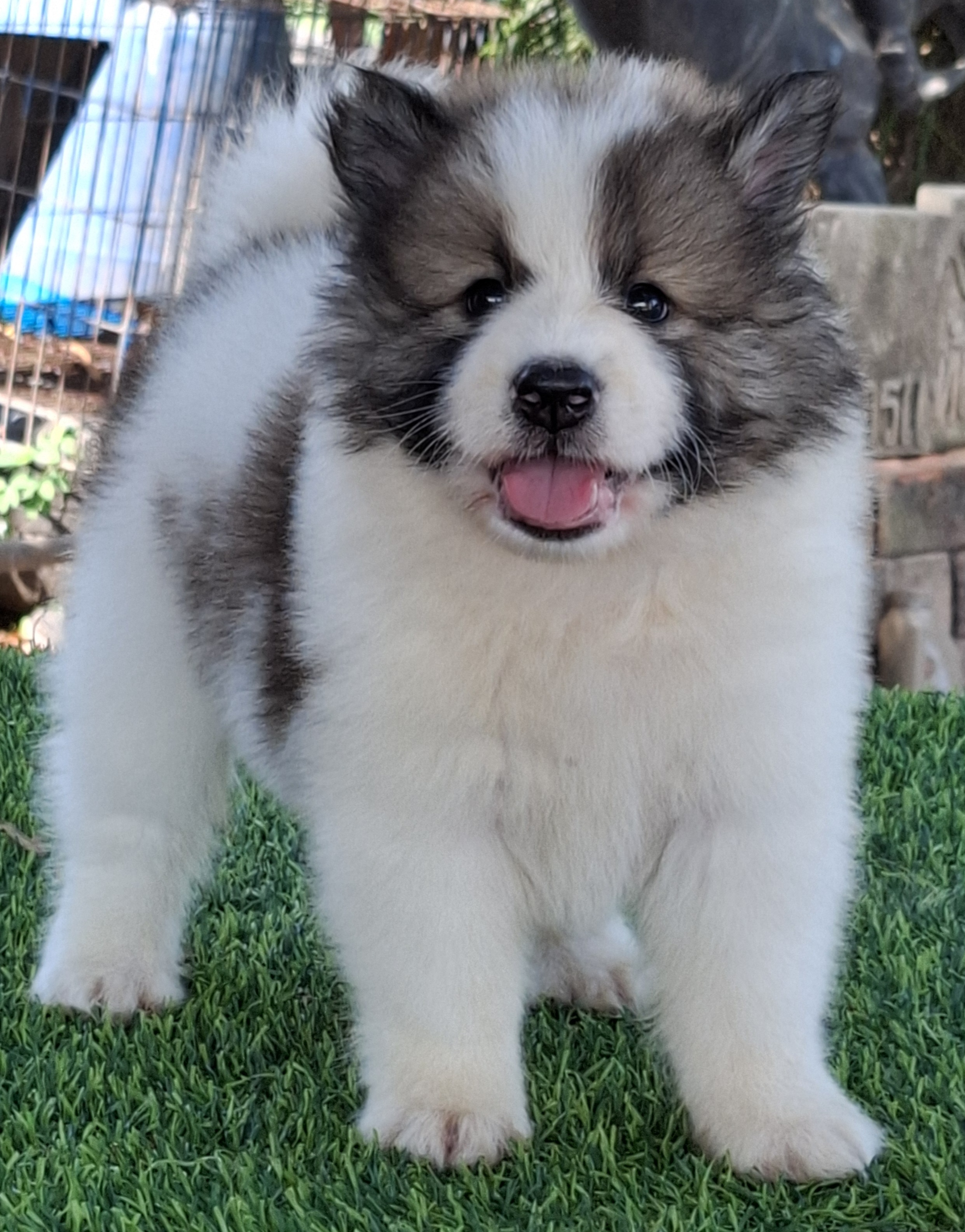 หาบ้านให้ บางแก้วโครงสร้างใหญ่  ขนเฟริมๆ สายดี มีใบเพ็ด โทร 081-8886335(คอกมิตรแ...