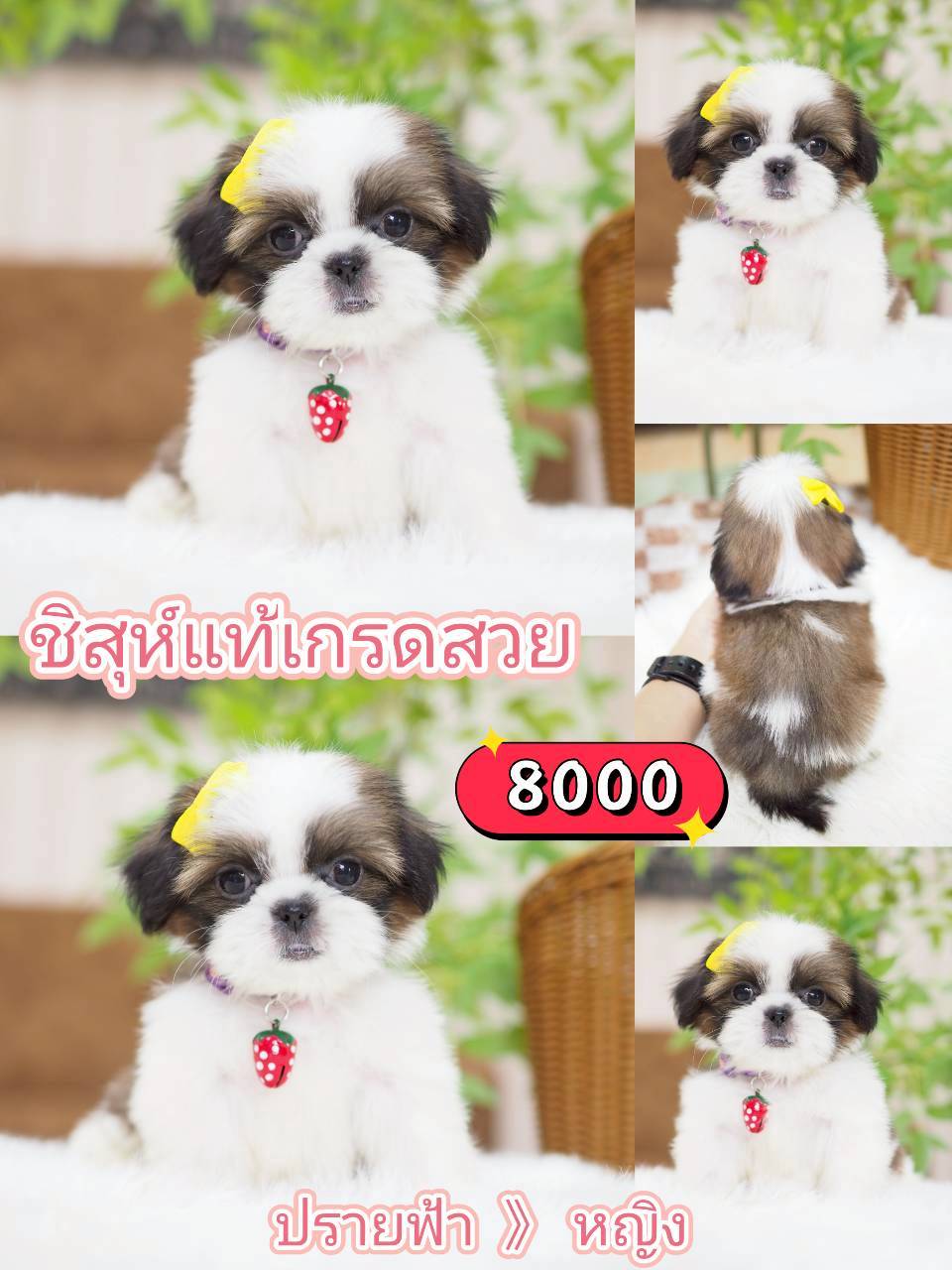 กิ๊ฟซ่าชิสุ ลดได้ จร้า
