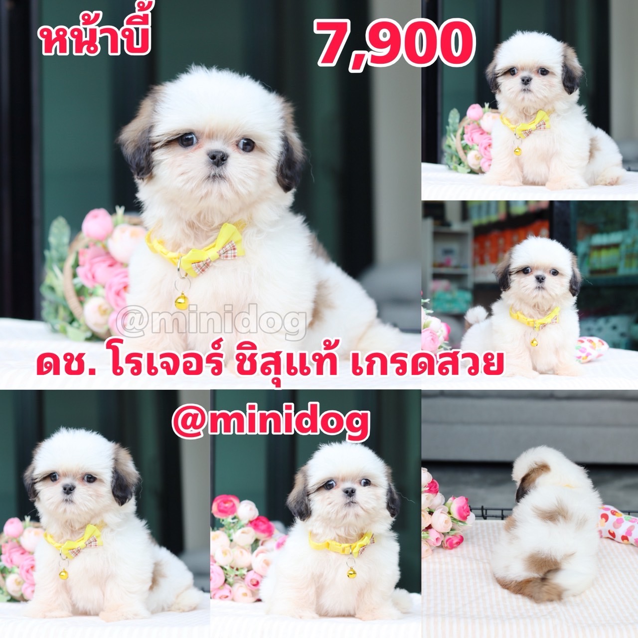 ชิสุแท้เกรดสวย