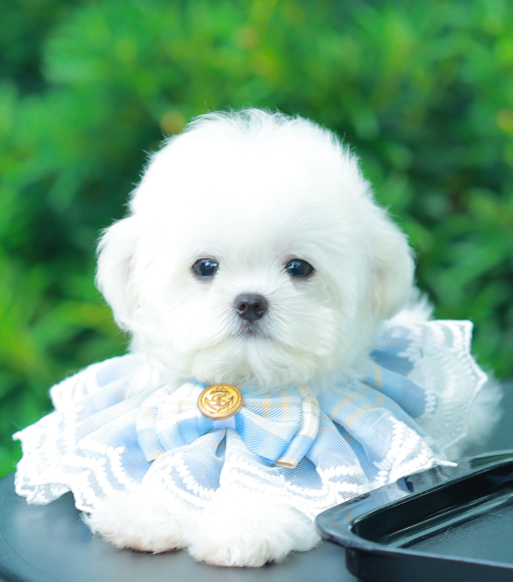 มินิบิชอง BCM-79089 เพศชาย สีขาว อายุ 2 เดือน ตัวเล็ก ขาสั้น หน้าสั้น ขนแน่นฟู