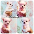 [Chihuahua Is Here] ชิวาวา สีขาวล้วน ขนแน่น หัวแอปเปิ้ล (SOLD)