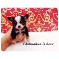 [Chihuahua Is Here] แบล็คแทน T-cup หนัก 3 ขีด หายาก!(SOLD)