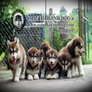 Alaskan Malamute ไซค์ไจแอนท์ บึ้มๆ เกรคคุณภาพ มีใบเพดดีกรีสมาคม