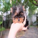 น้อง GIZMO เพศชาย เกิด 4 ธค. 59 สีแบลคแทน ใบเพ็ดเต็มใบ ไซด์ทีคัพ ราคา 35,000 ฿ (...