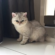 British Shorthair 
