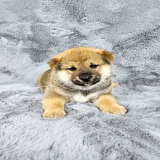 ชิบะ เพศผู้ สีแดง Shiba Boy2