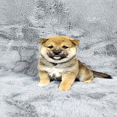 ชิบะ เพศผู้ สีแดง Shiba Girl1