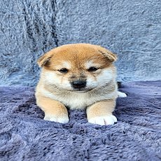 ชิบะ เพศเมีย สีแดง เกรดพรีเมียม