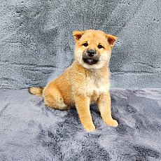 ชิบะ เพศเมีย สีแดง Shiba Girl