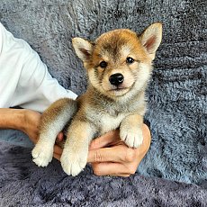 ชิบะ เพศเมีย สีแดง Shiba Girl1