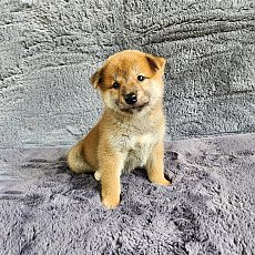 ชิบะ เพศผู้ สีแดง Shiba Boy2